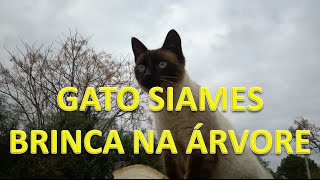 Gato Siames Brincando Na Árvore - [Gatos Fofos 2016]