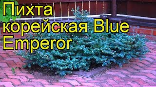 Пихта корейская Блу Эмпера. Краткий обзор, описание характеристик abies koreana Blue Emperor