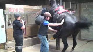 How to breed horses using artificial insemination