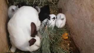 Кормление кроликов СОСНОЙ !!! КАК это БЫЛО)))) дача сосна