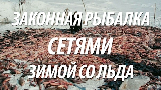 ЗИМНЯЯ РЫБАЛКА СЕТЯМИ НА РЫБИНСКОМ ВОДОХРАНИЛИЩЕ СО ЛЬДА. ПРОМЫШЛЕННАЯ ЛОВЛЯ РЫБЫ СЕТЯМИ ЗИМОЙ