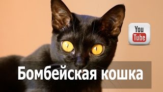 Бомбейская кошка (бомбей), черная порода кошек