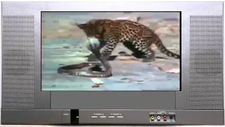 Дикая природа. Леопард против королевской кобры.  Leopard vs king cobra
