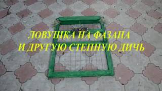 Ловушка на фазана