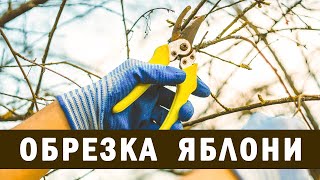Как обрезать и формировать высокую яблоню?!