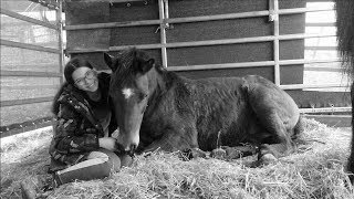 Manchmal ist es besser los zu lassen... R.I.P Momo // Hobby_horses