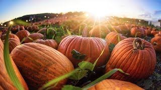 The Autumn at the Arboretum + More of the Best Fall Festivals Across the U.S.