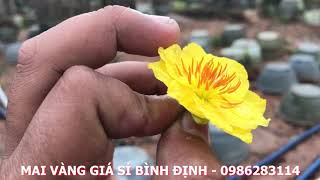 THỜI TIẾT BÌNH ĐỊNH HÔM NAY & TÌNH HÌNH MAI VÀNG BÔNG BẮC NĂM NAY | MAI BÌNH ĐỊNH TẾT 2020
