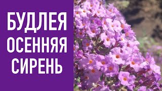 БУДЛЕЯ-ОСЕННЯЯ СИРЕНЬ