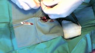 Adult Dog Scrotal Castration
