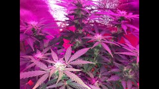 Autoflo Amnesia Kush Update n#3 (floraison, topping suite et fin et sondage)