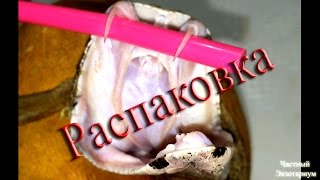 Распаковка толстяка))