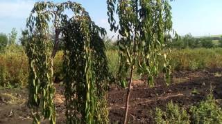 Черешня подшёрстная плакучая Pendula | Plante.md