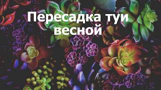 Пересадка туи весной
