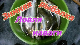 Зимняя рыбалка, ловля наваги на реке Майха  Приморский край 2019