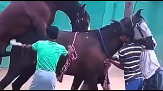 Marwari horse matting Indian breed war horse