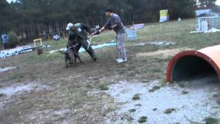 Dogo Canario / Канарский дог Зорро / Геленджик