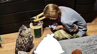 Опять стрессируем кота совой-криповой! Мурлок соскучился по сове и стрессу, пока меня не было дома