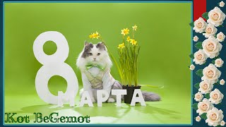 Смешное видео с котами приколы с котами - ПОЗДРАВЛЕНИЕ С 8 МАРТА ОТ МИЛЫХ КОТИКОВ