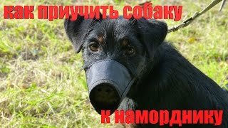 Как приучить собаку к наморднику