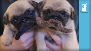 4 Week Old Pug Puppies Grow Mustaches - Puppy Love