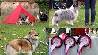 Выставка собак пастушьих пород Dog Show in Austria Hundeausstellung  Collie