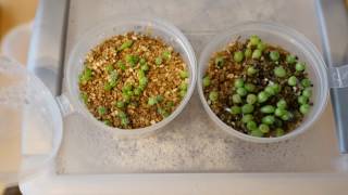 How we do it: Growing cacti from seed