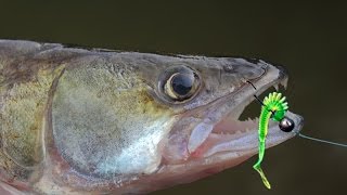 Рыбалка на Веселовском водохранилище (Маныч)