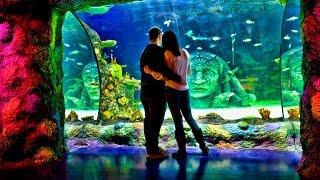 A Surprise Wedding Proposal at Sea Life in Auburn Hills, Mi