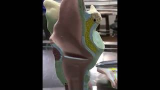 ANATOMIA DA LARINGE | Dra Walkyria Fernandes