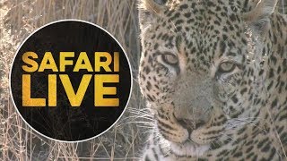 safariLIVE - Sunrise Safari - July 7, 2018