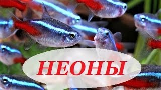 Аквариумные рыбки неоны. Содержание неонов, размножение, уход, совместимость.