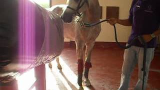 padrillo con problemas de extraccion de semen