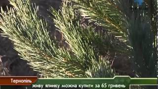 Живі ялинки та сосни вже можна купити у Тернополі