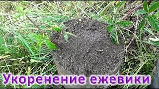 Укоренение (размножение) ежевики. Выращивание своего посадочного материала