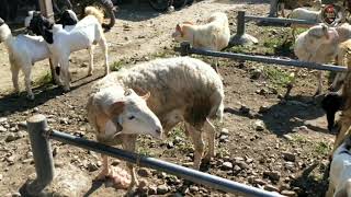 Harga kambing gibas atau gembel dipasar munjungan