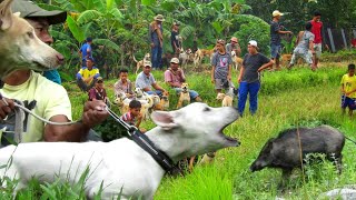Berburu hama babi hutan secara massal di nagari saok laweh