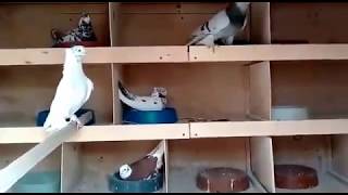 Голуби Кузьмина В.Н., Андижанские бойные голуби, узбекские бойные голуби