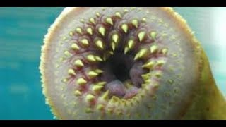part 1 10 hewan kecil yang dapat membunuh manusia