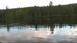 Søørred på tørflue