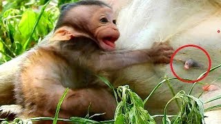 Baby monkey cries angry mom