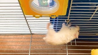 Hamster Dance - Music For Hamster Dace So Funny