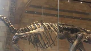 NATURAL HISTORY MUSEUM LONDON