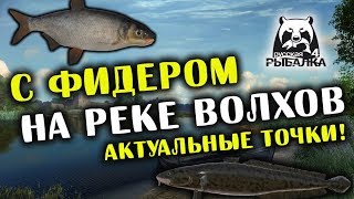 РУССКАЯ РЫБАЛКА 4. Фарм серебра на Волхове. Лещ, Рыбец, Язь и Налим на реке Волхов.