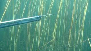 Pike Shot - Spearfishing in Finland