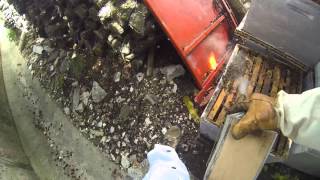 Un essaim installé dans une vieille ruche