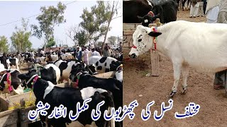 Full information of every types of the beautiful cow babies with rate details at doli shahed mandi