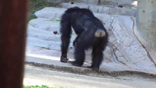 Chimpanzees Alpha Glenn's display　チンパンジーボス　グレンのディスプレイ　ロスアンジェルス動物園　031619