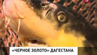 В Дагестане запустили предприятие по производству чёрной икры