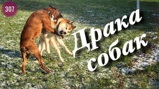 Немецкий боксер.Драка собак.Лайка напала на боксёра